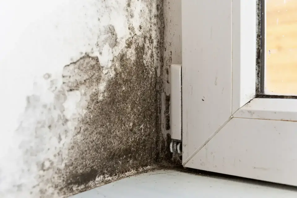 Water Damage in Oldsmar, FL